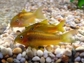 Corydoras Gold Stripe / pantsermeerval