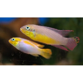 Pelvicachromis Taeniatus Kienke / Kersenbuik cichlide