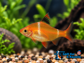barbus tetrazona goud/ sumatraan