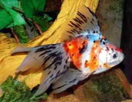 Fancy Goldfish Oranda Calico