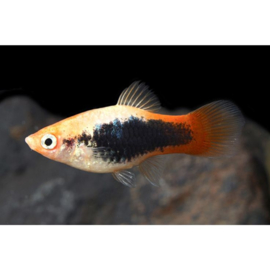 Xipho. Maculatus Red White Tuxedo /  Platy Rood Wit Tuxedo