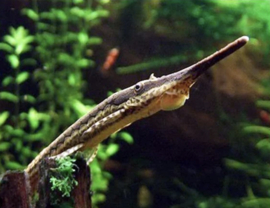 Farlowella gracillis / Naaldmeerval
