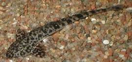 pseudohemiodon peru