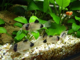 corydoras panda / pantsermeerval