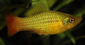 Xipho. Maculatus  Variatus green/ Platy Variatus green