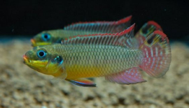 Pelvicachromis Taeniatus Klugei / Kersenbuik cichlide