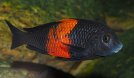 Tropheus Moorii Black Bemba / Tanganyika Cichlide