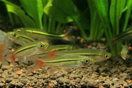 Rasbora borapetensis