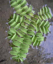 Salvinia Natans - aquarium drijfplant
