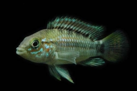 Apistogramma Algodon / dwergcichlide