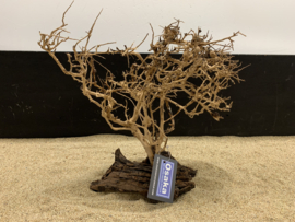 Osaka Bonsai Tree nr 23 - 35x16x37cm - aquascaping boom