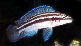 Julidochromis dickfeldi / tangyinika cichlide