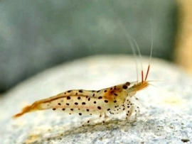 Caridina Rubropunctata / armadillo shrimp
