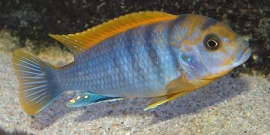 Labidochromis hongi Red Top