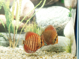 Symphysodon / Stendker Discus Tefe