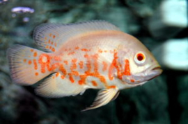 Astronotus Ocelatus Albino / Pauwoog cichlide albino