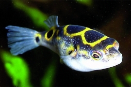 Dichotomyctere Ocellatus / kogelvis