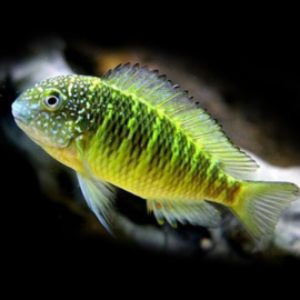 Tropheus Moorii Murago / Tanganyika Cichlide