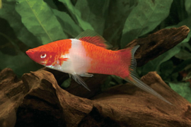 Xipho. Helleri  Kohaku / zwaarddrager Koi