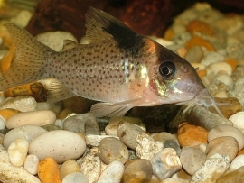 Corydoras Melanistius / Pantsermeerval