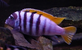 Pseudotropheus Zebra Blue/Blue