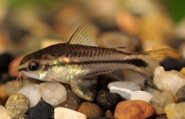 Corydoras pygmaeus / Dwergpantsermeerval