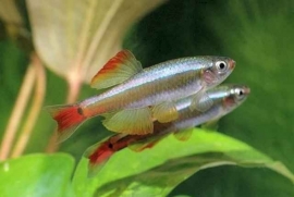 Tanichthys albonubes / Chinese danio