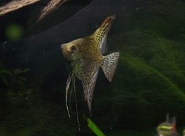 Pterophyllum scalare Leopard / Maanvis Leopard