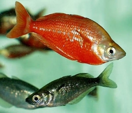 Glossoleps incisus / Red Rainbow Fish