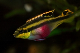 pelvicachromis pulcher/ kersenbuik cichlide