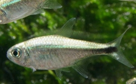 Hemigrammus Rodwayi / Goud Tetra