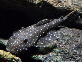 L 235 Pseudolithoxus anthrax / flyer pleco