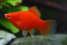 Xipho. Maculatus Coral Red /  Platy Koraal Rood