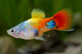 maculatus blue butterfly/ Platy Blue Butterfly