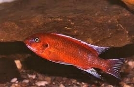 Labeotropheus trewavasae chilumba