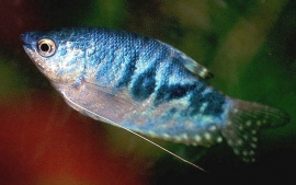 Trichogaster trichopterus marble (cosby) / marmergourami