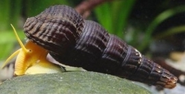 tylomelania sp orange rabbit snail / oranje slak