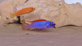 Labeotropheus trewavasae