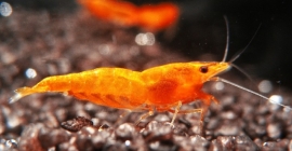 Neocaridina Heteropoda var. Orange / Orange Garnaal