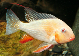 Acarichthys Heckelii albino /Heckeli cichlide albino