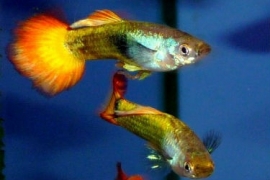 Poecilia reticulata  Flame/ Guppy Flame