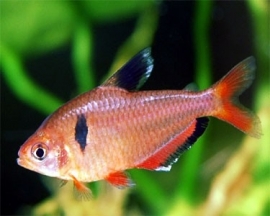 hyphessobrycon serpae / Serpae Zalm