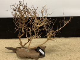 Osaka Bonsai Tree nr 21 - 56x19x42cm - aquascaping boom