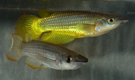 Aplocheilus lineatus Goud / Tand karper