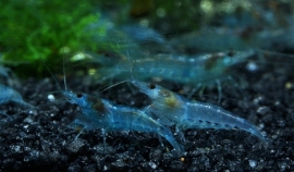 Neocaridina Heteropoda Electric Blue / Electric Blue Garnaal 