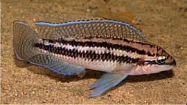 Julidochromis dickfeldi / tangyinika cichlide