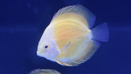 Symphysodon Aequifasciatus /  Discusvis Marlboro Yellow