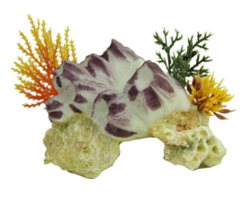PACIFIC CORAL BANACLE CLUSTER 12 CM