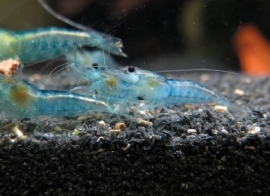 Neocaridina Heteropoda Electric Blue / Electric Blue Garnaal 