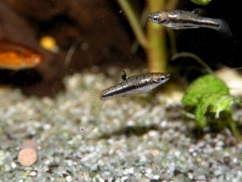 Heterandria Formosa / kleinste levendbarende